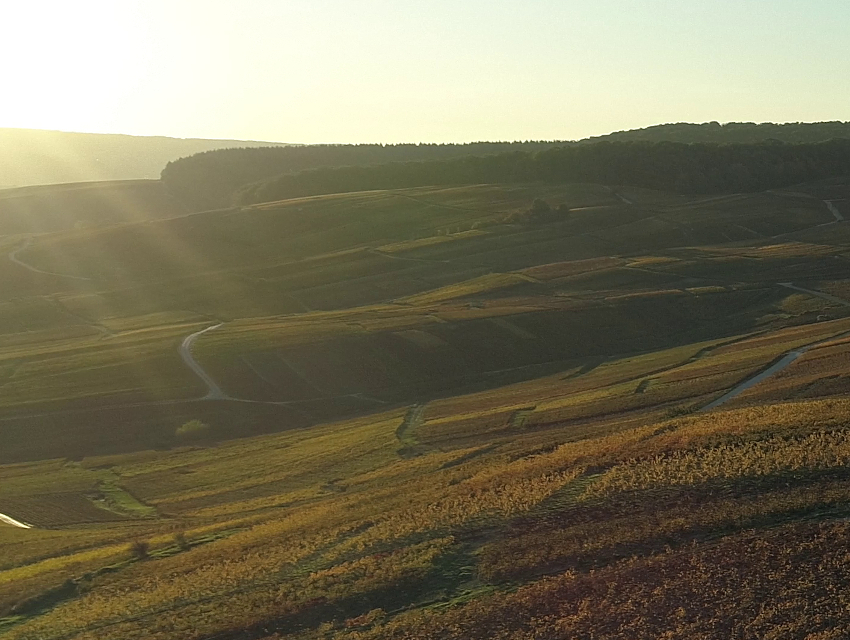 Photo du vignoble