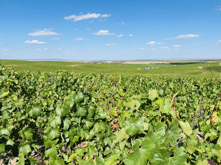 Photo de vignes, plusieurs rangs